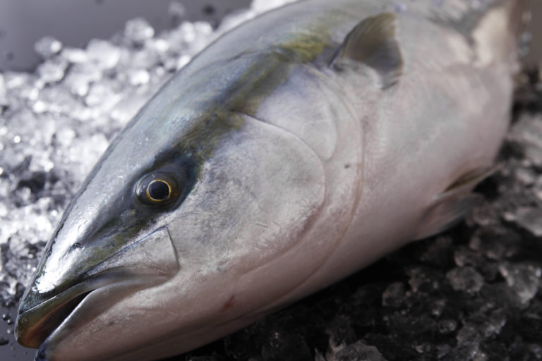 伊根ブリ 伊根町観光協会